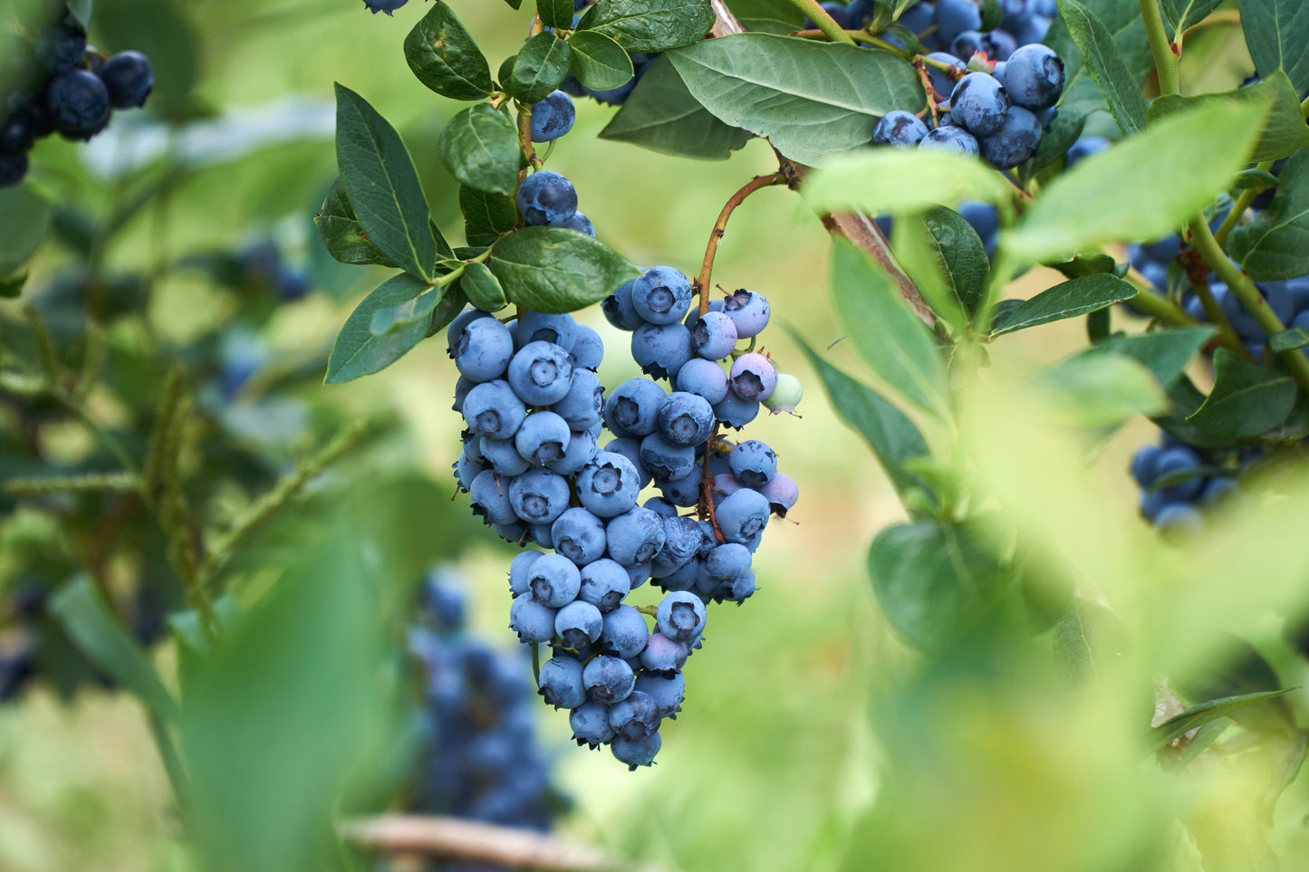 Large Mature Blueberry Bush - Jersey