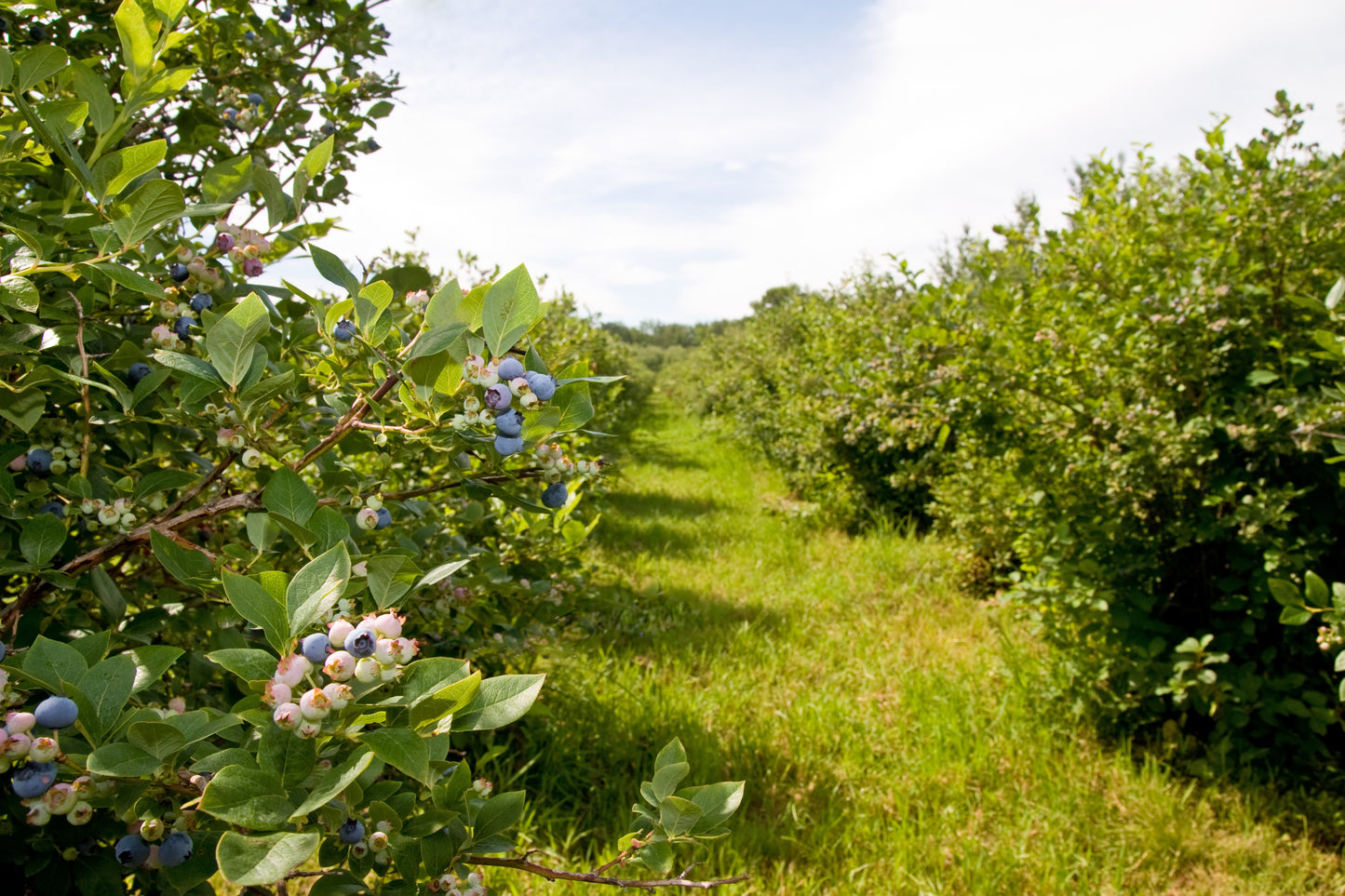 Large Mature Blueberry Bush - Jersey