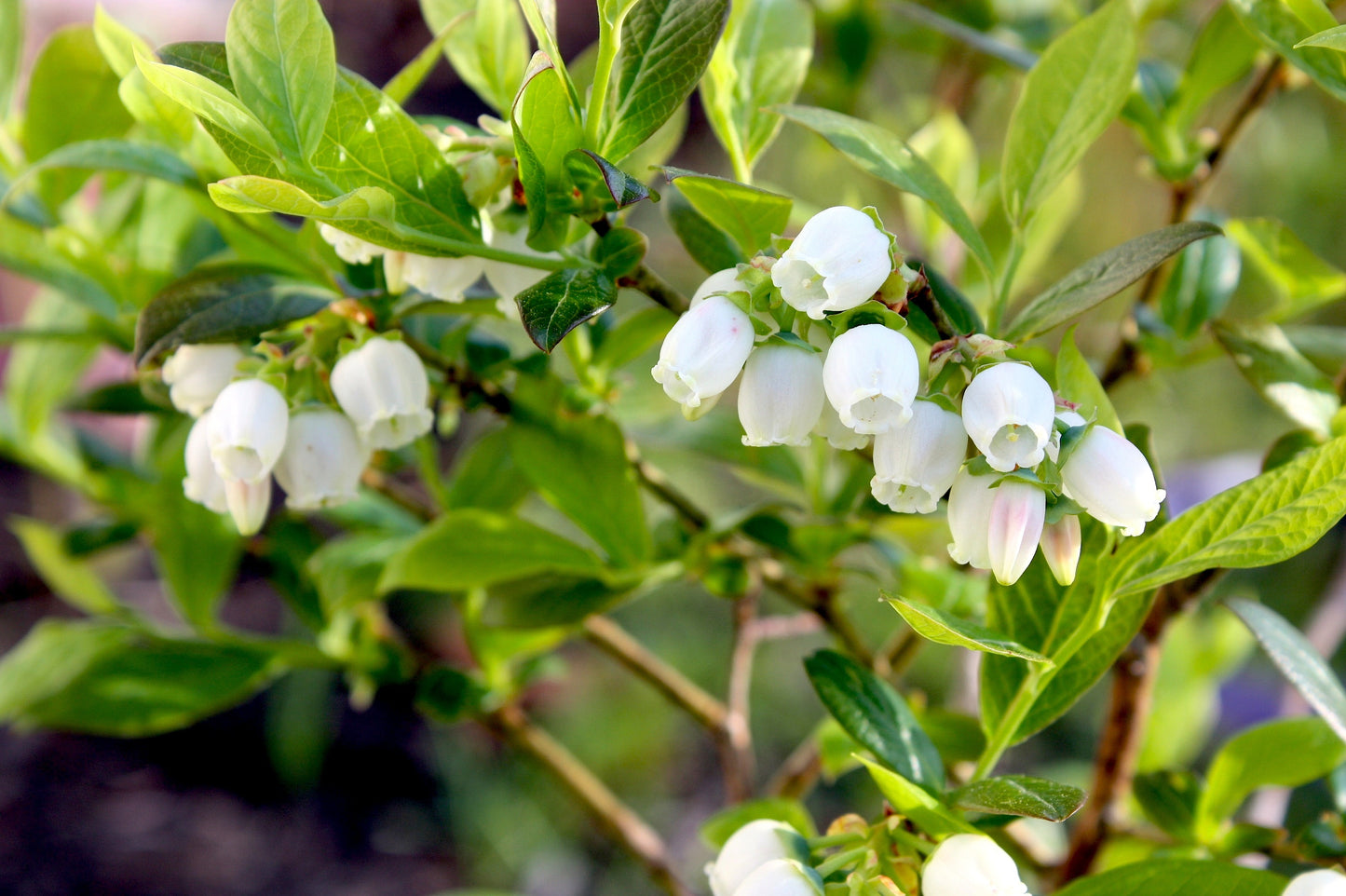 Large Mature Blueberry Bush - Jersey