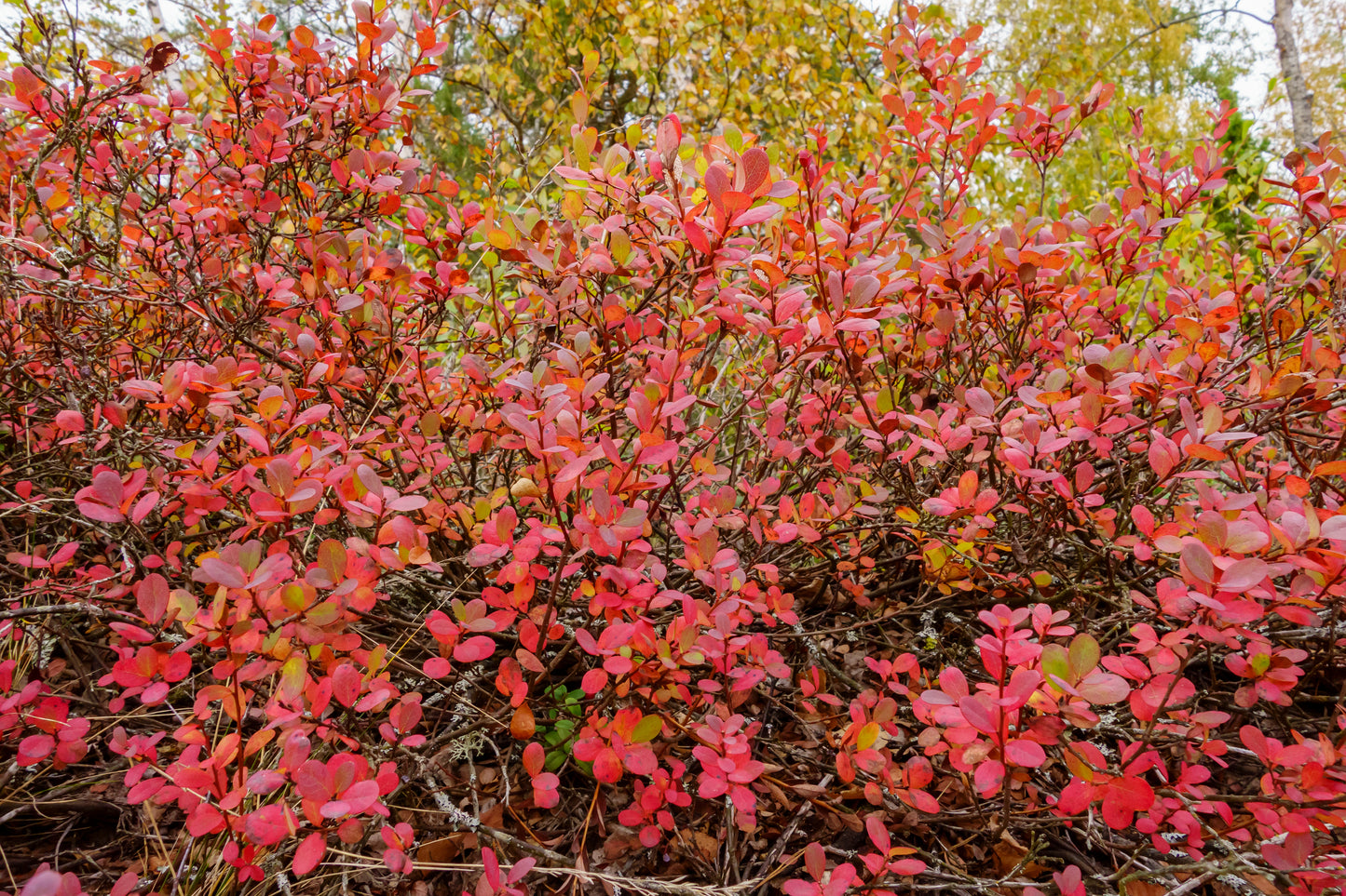 Large Mature Blueberry Bush - Jersey